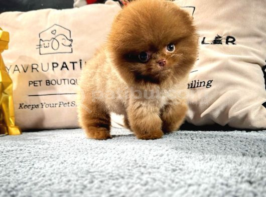 Irk  Sağlık Garantili Pomeranian  Yavrular  Sözleşmeli Tesli görsel