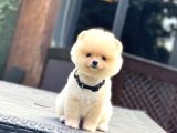 Teddy Face Pomeranian Boo