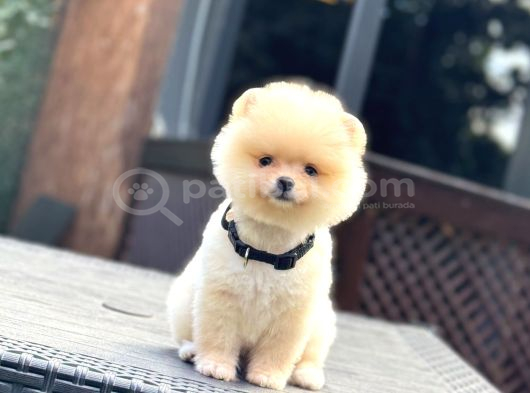 Teddy Face Pomeranian Boo görsel