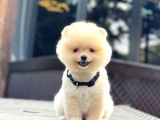 Teddy Face Pomeranian Boo