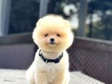 Teddy Face Pomeranian Boo