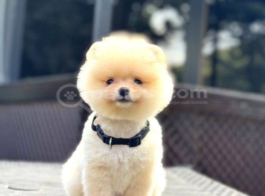 Teddy Face Pomeranian Boo görsel