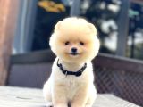 Teddy Face Pomeranian Boo