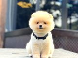 Teddy Face Pomeranian Boo