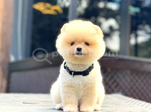 Teddy Face Pomeranian Boo görsel
