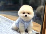 Ayıcık Surat Pomeranian Boo