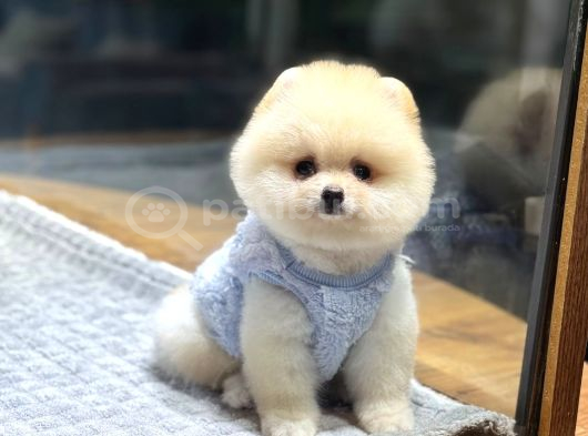 Ayıcık Surat Pomeranian Boo görsel
