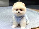 Ayıcık Surat Pomeranian Boo