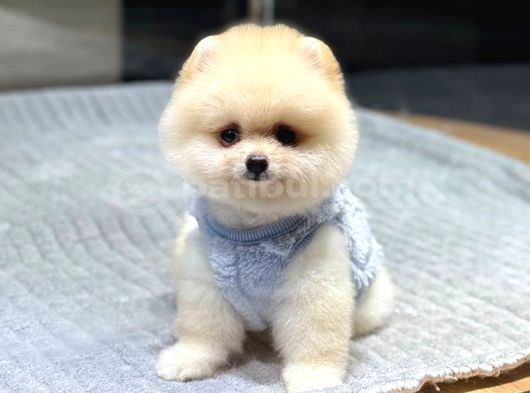 Ayıcık Surat Pomeranian Boo görsel