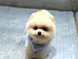 Ayıcık Surat Pomeranian Boo