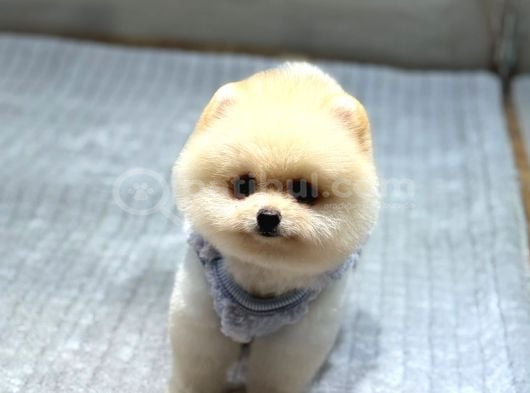 Ayıcık Surat Pomeranian Boo görsel