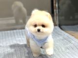 Ayıcık Surat Pomeranian Boo