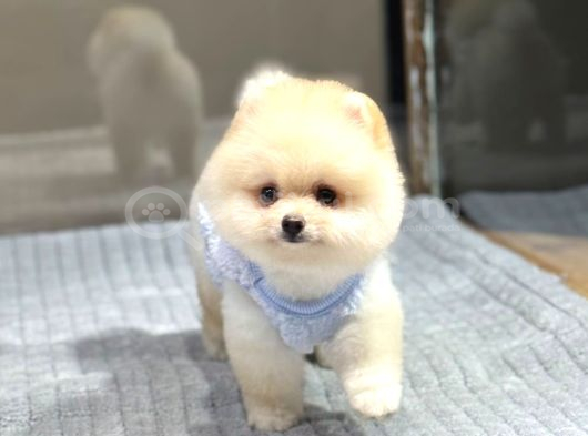 Ayıcık Surat Pomeranian Boo