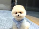 Ayıcık Surat Pomeranian Boo