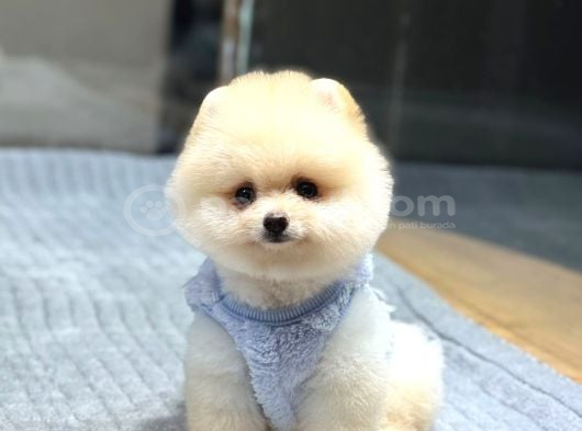 Ayıcık Surat Pomeranian Boo görsel