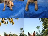 Safkanlığı Belgeli Kif-A Şecereli Erkek Malinois Yavrular