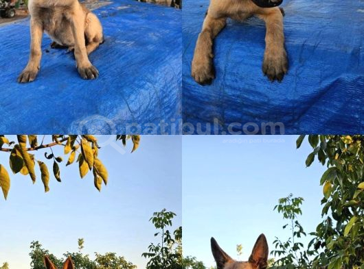 Safkanlığı Belgeli Kif-A Şecereli Erkek Malinois Yavrular görsel