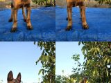 Safkanlığı Belgeli Kif-A Şecereli Erkek Malinois Yavrular