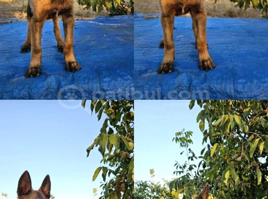 Safkanlığı belgeli kIF-A Şecereli erkek malinois yavrular