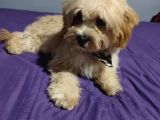 Ori̇ji̇nal Malti̇po