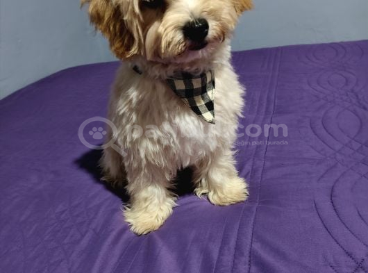Ori̇ji̇nal Malti̇po görsel