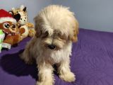 Ori̇ji̇nal Malti̇po