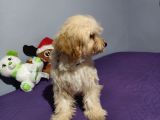 Ori̇ji̇nal Malti̇po