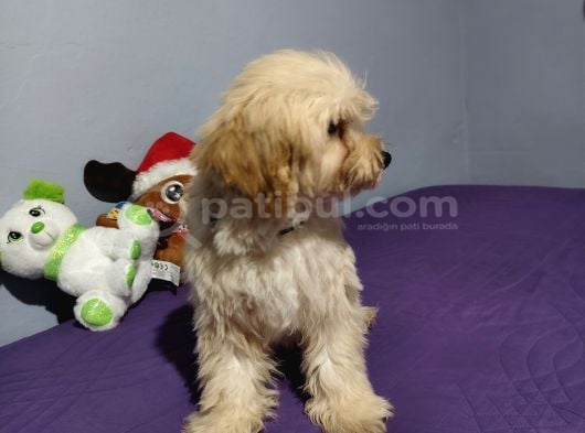 Ori̇ji̇nal Malti̇po görsel