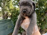 Safkan Cane Corso Yavruları  Sağlıklı Ve Güçlü