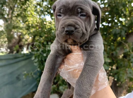 Safkan Cane Corso Yavruları  Sağlıklı ve Güçlü