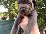 Safkan Cane Corso Yavruları  Sağlıklı Ve Güçlü