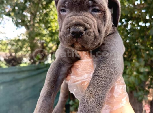 Safkan Cane Corso Yavruları  Sağlıklı Ve Güçlü görsel