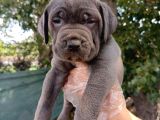 Safkan Cane Corso Yavruları  Sağlıklı Ve Güçlü