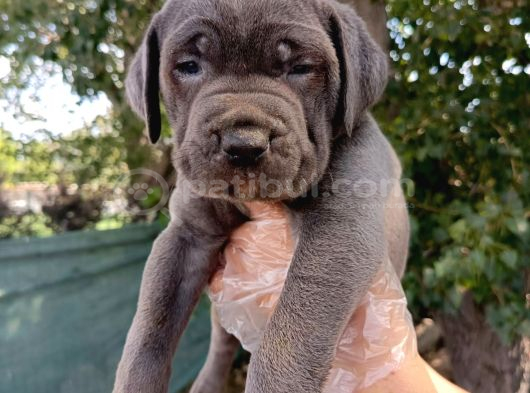 Safkan Cane Corso Yavruları  Sağlıklı Ve Güçlü görsel