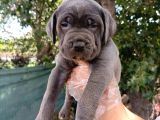 Safkan Cane Corso Yavruları  Sağlıklı Ve Güçlü