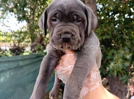 Safkan Cane Corso Yavruları  Sağlıklı Ve Güçlü görsel
