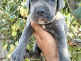Safkan Cane Corso Yavruları  Sağlıklı Ve Güçlü