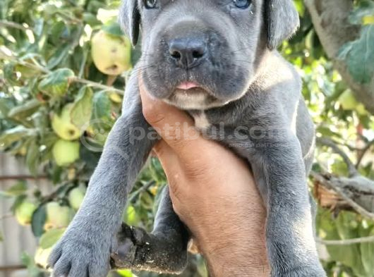 Safkan Cane Corso Yavruları  Sağlıklı Ve Güçlü görsel