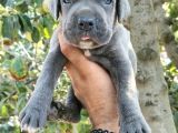 Safkan Cane Corso Yavruları  Sağlıklı Ve Güçlü