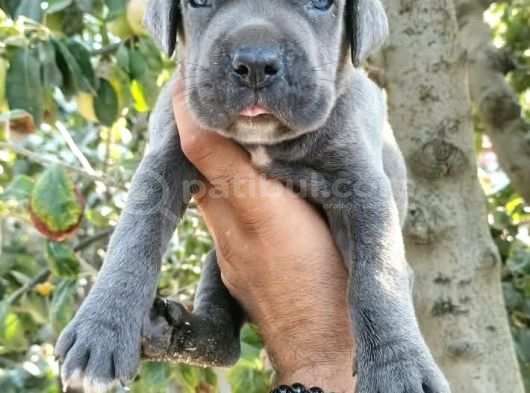 Safkan Cane Corso Yavruları  Sağlıklı Ve Güçlü görsel