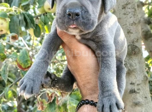 Safkan Cane Corso Yavruları  Sağlıklı Ve Güçlü görsel