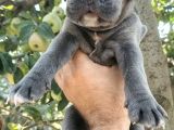 Safkan Cane Corso Yavruları  Sağlıklı Ve Güçlü