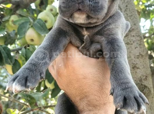 Safkan Cane Corso Yavruları  Sağlıklı Ve Güçlü görsel