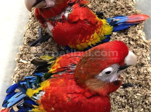 Ara Macaw Yavru BELGELİ evcil El Besleme gönderim var