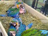 Ara Macaw Yavru Belgeli̇ Evcil El Besleme Gönderim Var
