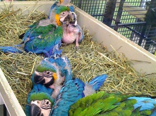 Ara Macaw Yavru Belgeli̇ Evcil El Besleme Gönderim Var görsel