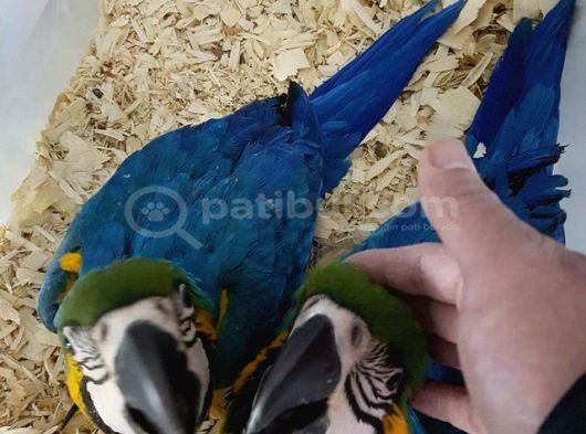 Ara Macaw Yavru Belgeli̇ Evcil El Besleme Gönderim Var görsel