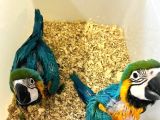 Ara Macaw Yavru Belgeli̇ Evcil El Besleme Gönderim Var