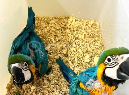 Ara Macaw Yavru Belgeli̇ Evcil El Besleme Gönderim Var görsel