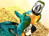 Ara Macaw Yavru Belgeli̇ Evcil El Besleme Gönderim Var